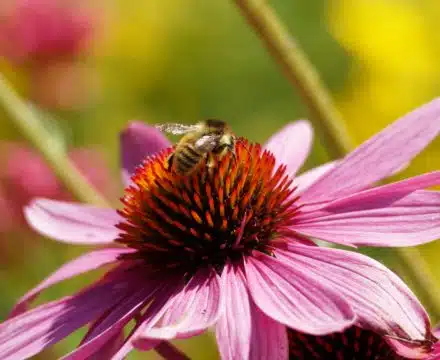 Les conseils de la naturopathie pour l&rsquo;hiver : l’échinacée