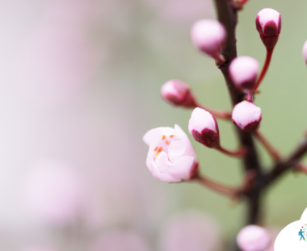 LES BOURGEONS DE L’HIVER