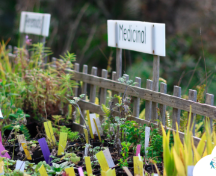 Votre jardin de plantes médicinales 