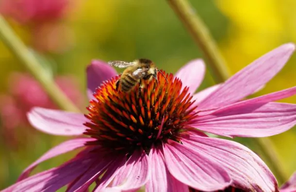 Les conseils de la naturopathie pour l&rsquo;hiver : l’échinacée